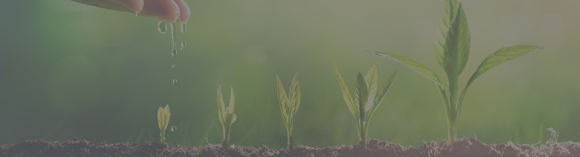 20220901-capacity-building_gray_web-banner-1920-520 new plants growing