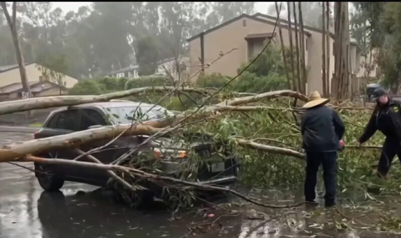 storm damage: tree on car