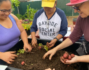 Three people harvesting potatoes at Bayside Community Center